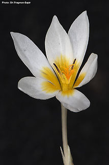 Crocus hyemalis  Crocus hyemalis