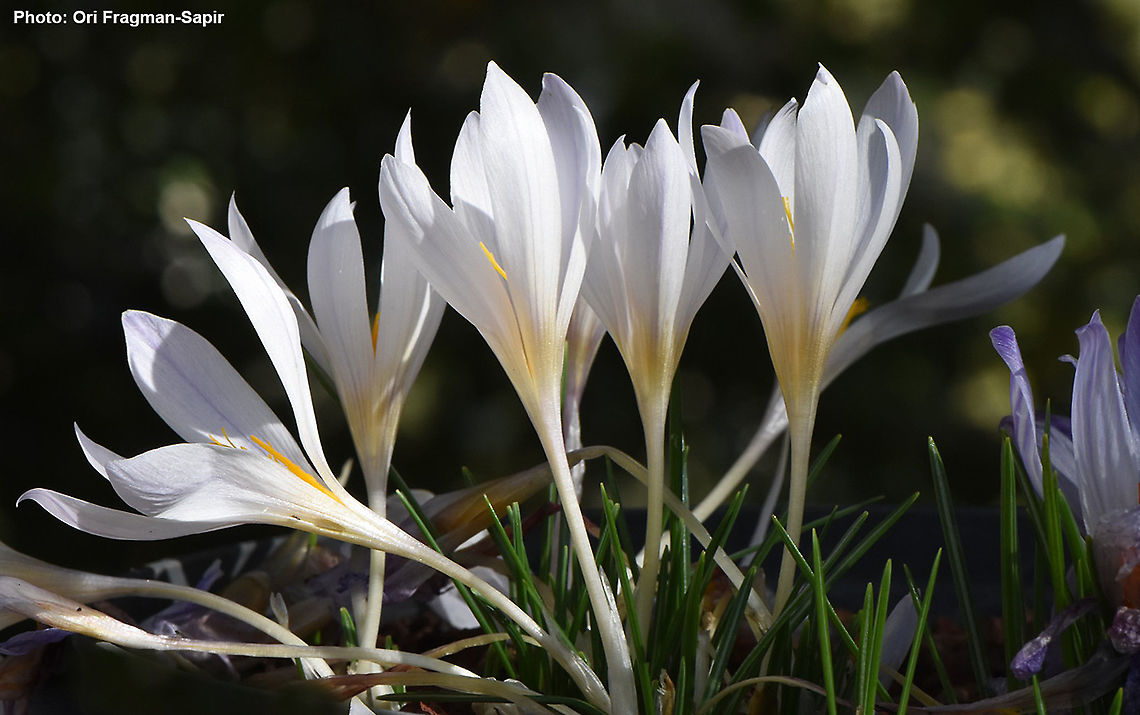 Crocus hermoneus ssp palaestinus  Crocus hermoneus