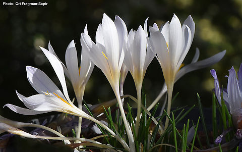 Crocus hermoneus ssp palaestinus  Crocus hermoneus