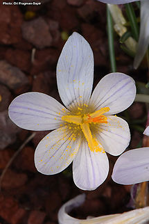 Crocus hermoneus ssp palaestinus  Crocus hermoneus
