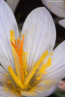 Crocus hermoneus ssp palaestinus  Crocus hermoneus