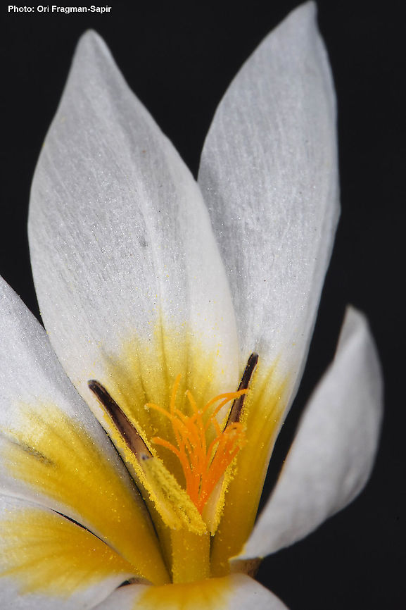 Crocus hyemalis  Crocus hyemalis