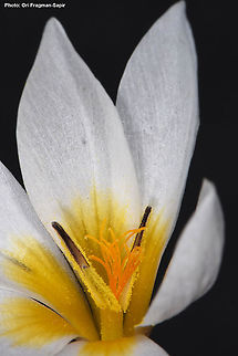 Crocus hyemalis  Crocus hyemalis