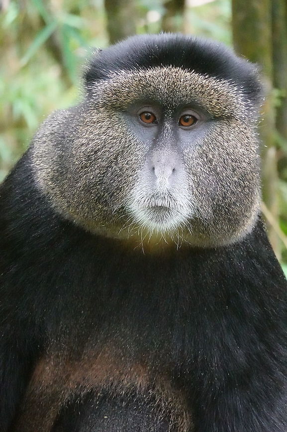 Cercopithecus mitis kandti  Blue monkey,Cercopithecus mitis,Geotagged,Rwanda,Spring