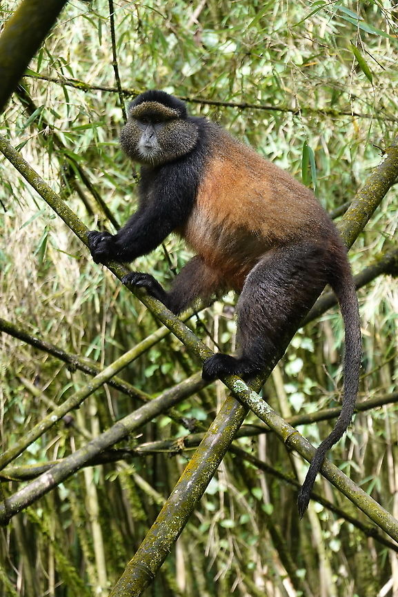 Cercopithecus mitis kandti  Blue monkey,Cercopithecus mitis,Geotagged,Rwanda,Spring