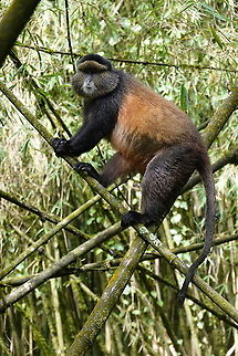 Cercopithecus mitis kandti  Blue monkey,Cercopithecus mitis,Geotagged,Rwanda,Spring