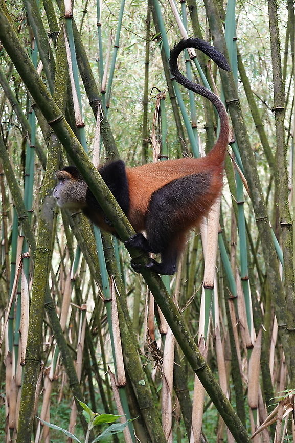 Cercopithecus mitis kandti  Blue monkey,Cercopithecus mitis,Geotagged,Rwanda,Spring