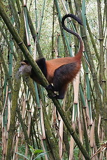 Cercopithecus mitis kandti  Blue monkey,Cercopithecus mitis,Geotagged,Rwanda,Spring