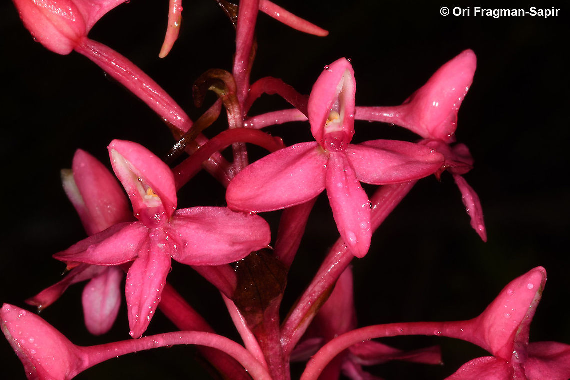 Disa eminii  Disa eminii,Geotagged,Rwanda,Spring