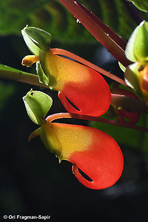 Impatiens niamniamensis  Geotagged,Impatiens niamniamensis,Rwanda,Spring