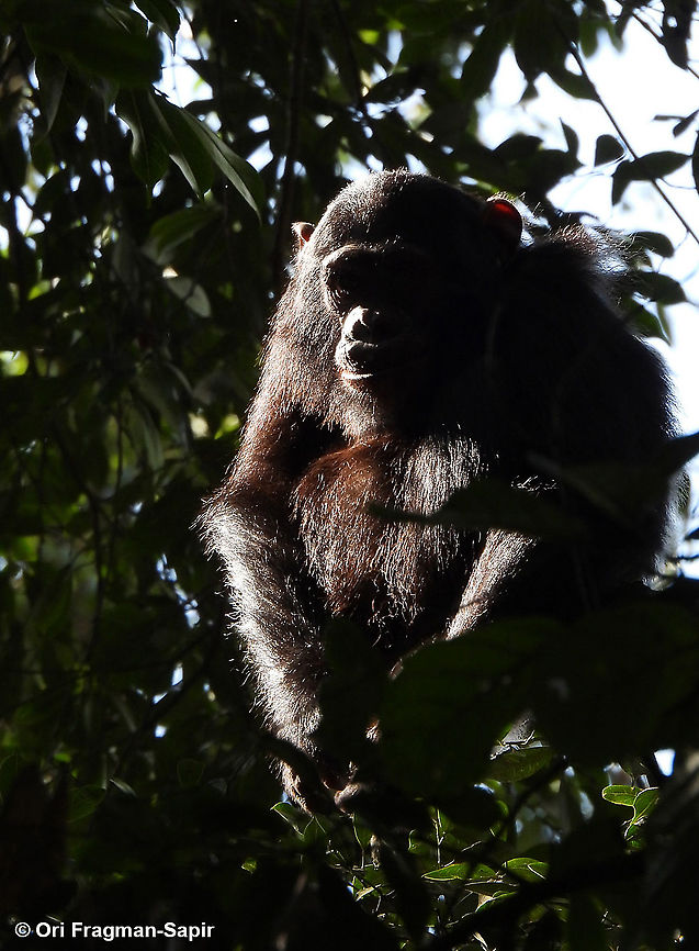 Pan troglodytes            Common chimpanzee,Geotagged,Pan troglodytes,Rwanda,Spring