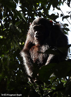 Pan troglodytes            Common chimpanzee,Geotagged,Pan troglodytes,Rwanda,Spring