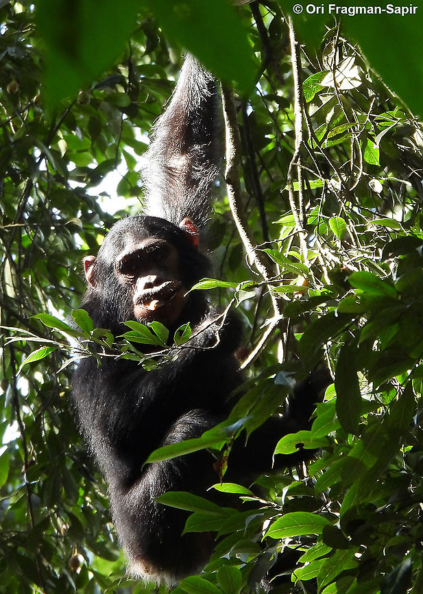 Pan troglodytes            Common chimpanzee,Geotagged,Pan troglodytes,Rwanda,Spring