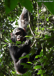 Pan troglodytes            Common chimpanzee,Geotagged,Pan troglodytes,Rwanda,Spring
