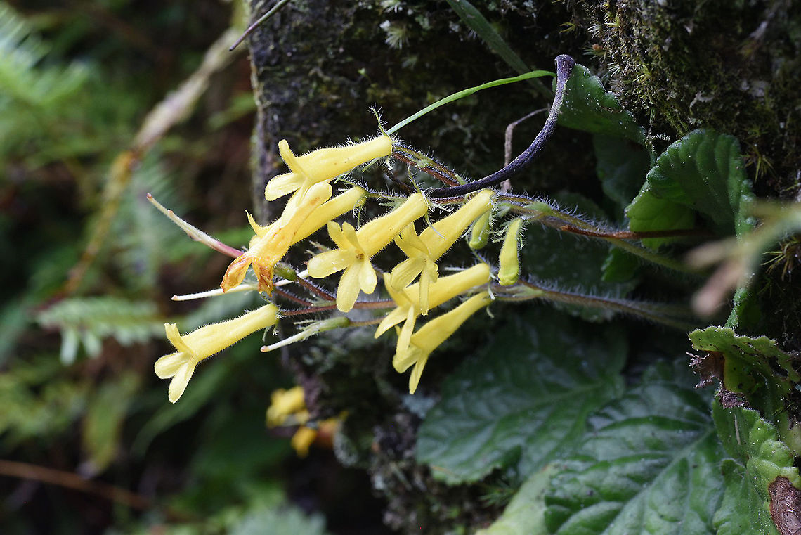 Oreocharis longituba Vietnam, outside to Sapa, 1900m Geotagged,Oreocharis longituba,Summer,Vietnam