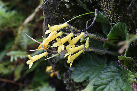 Oreocharis longituba