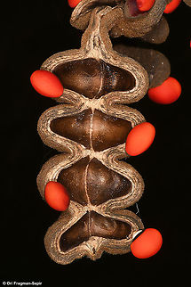 Erythrina abyssinica  Erythrina abyssinica,Geotagged,Rwanda,Spring