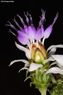 Baccharoides kirungae