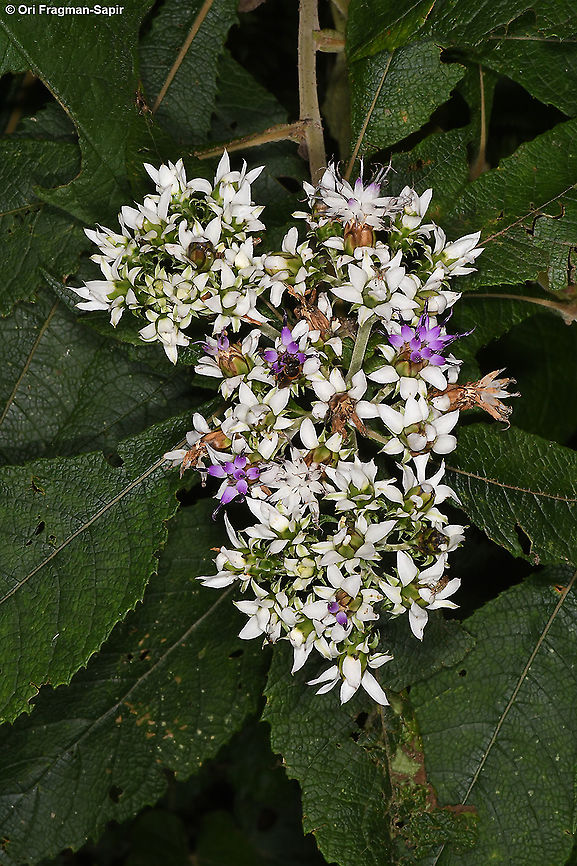 Baccharoides kirungae  Baccharoides kirungae,Geotagged,Rwanda,Spring