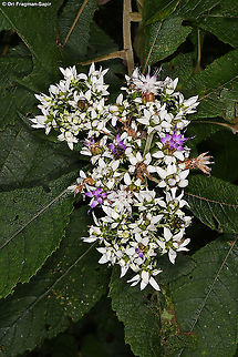 Baccharoides kirungae  Baccharoides kirungae,Geotagged,Rwanda,Spring