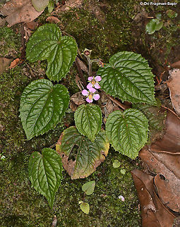 Cincinnobotrys oreophilus  Cincinnobotrys oreophilus,Geotagged,Rwanda,Spring