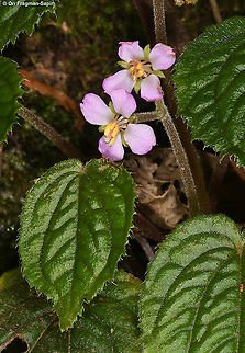 Cincinnobotrys oreophilus  Cincinnobotrys oreophilus,Geotagged,Rwanda,Spring
