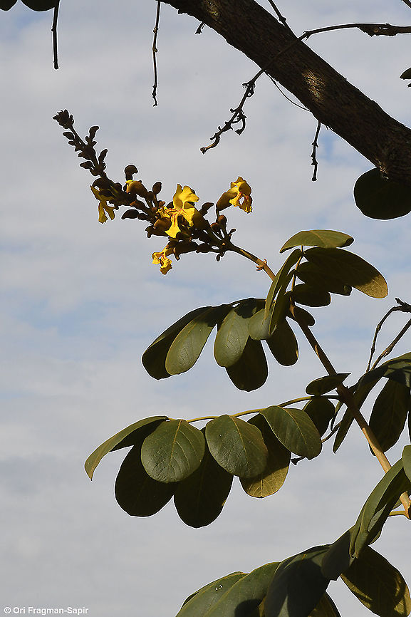 Markhamia_lutea  Geotagged,Markhamia lutea,Rwanda,Spring