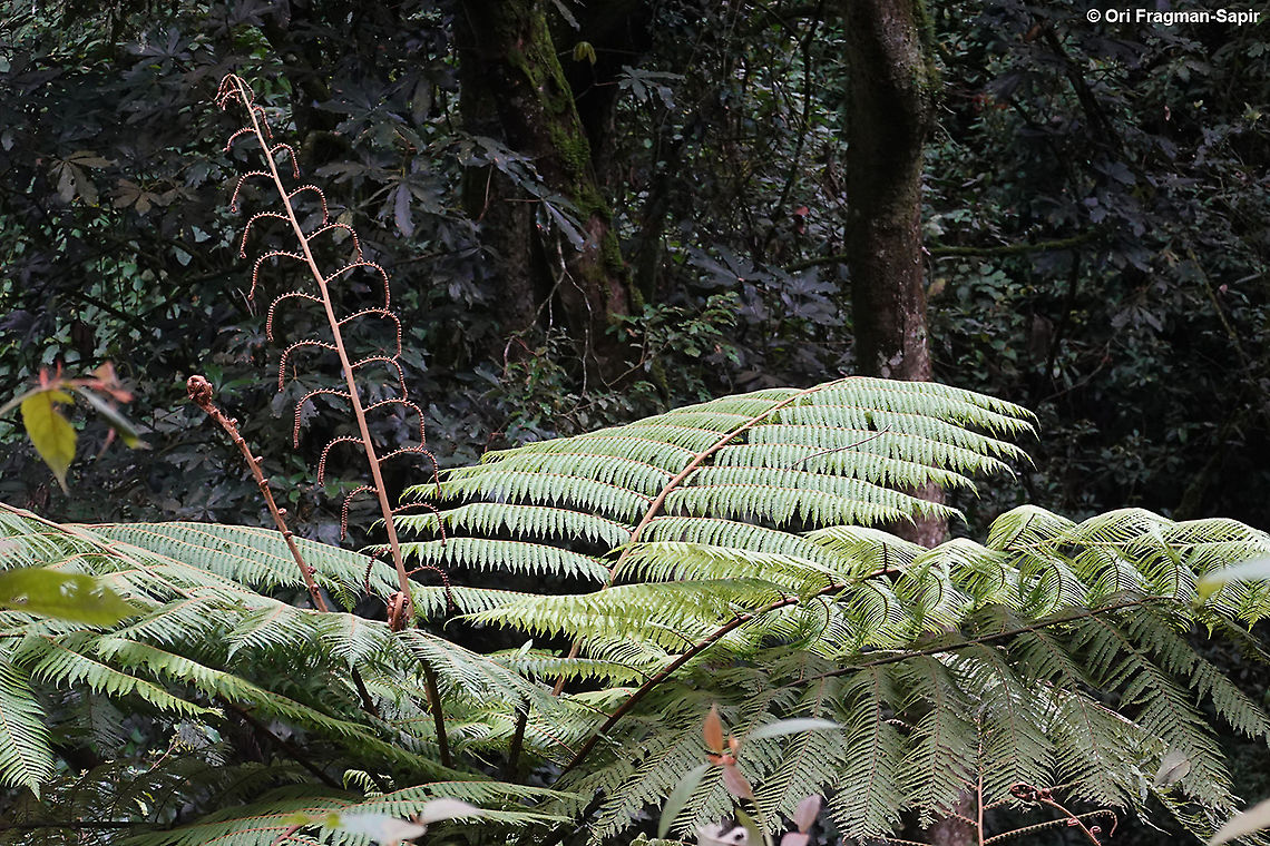 Alsophila manniana  Alsophila  manniana,Geotagged,Rwanda,Spiny tree fern,Spring