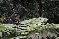 Alsophila manniana  Alsophila  manniana,Geotagged,Rwanda,Spiny tree fern,Spring
