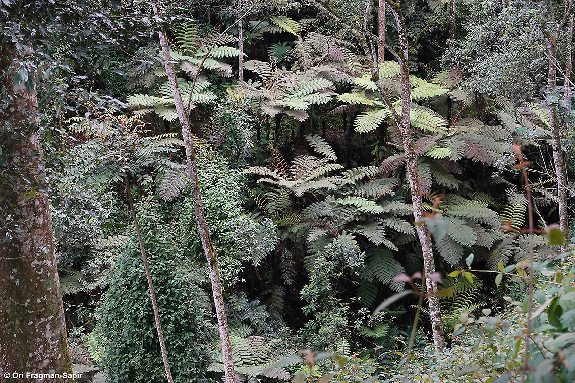 Alsophila manniana  Alsophila  manniana,Geotagged,Rwanda,Spiny tree fern,Spring