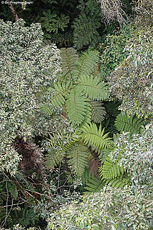 Alsophila manniana  Alsophila  manniana,Geotagged,Rwanda,Spiny tree fern,Spring