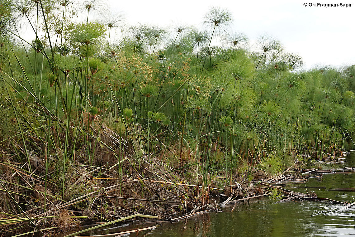 Cyperus papyrus Rwanda, Akagera  Reserve, Lake Ihema Cyperus papyrus,Geotagged,Papyrus sedge,Rwanda,Spring