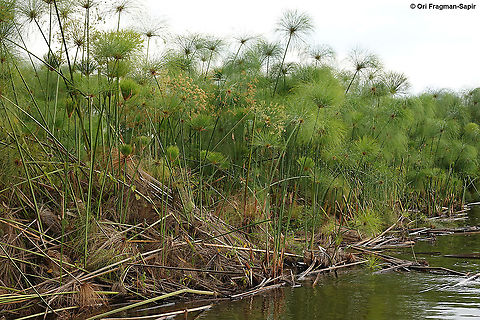 Cyperus papyrus Rwanda, Akagera  Reserve, Lake Ihema Cyperus papyrus,Geotagged,Papyrus sedge,Rwanda,Spring