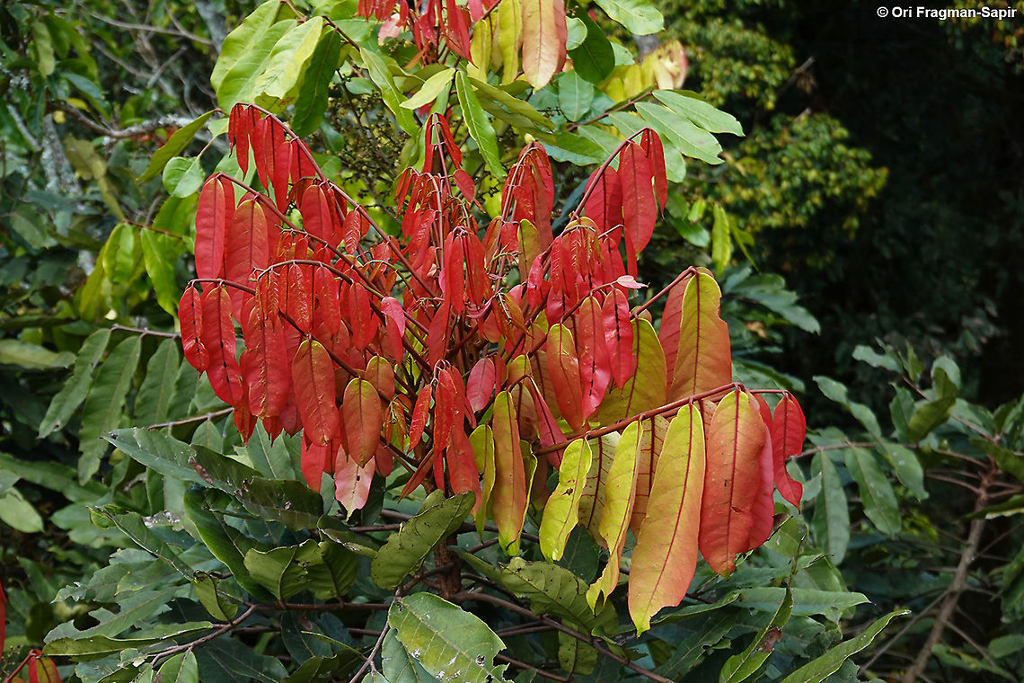 Carapa grandiflora Rwanda, Nyungwe canopy walk Carapa grandiflora,Geotagged,Rwanda,Spring