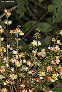 Carapa grandiflora  Carapa grandiflora,Geotagged,Rwanda,Spring