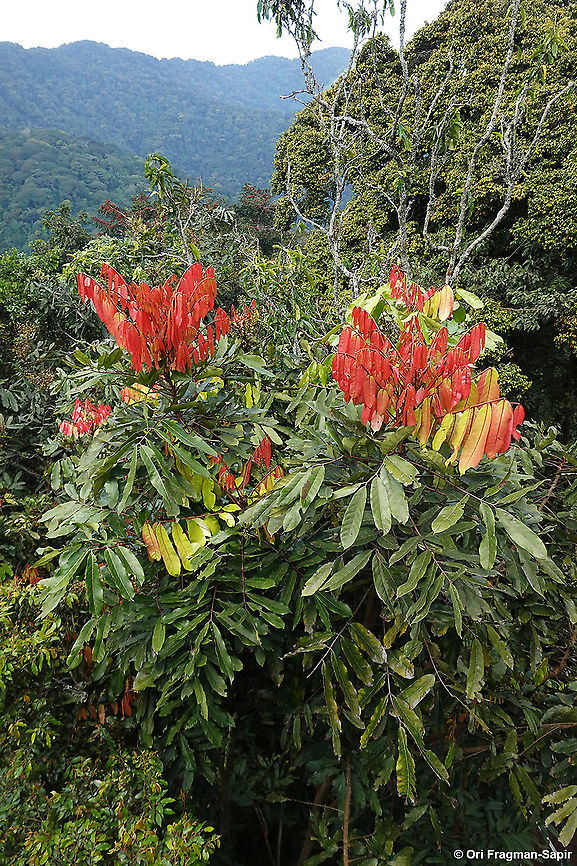 Carapa grandiflora Rwanda, Nyungwe canopy walk Carapa grandiflora,Geotagged,Rwanda,Spring