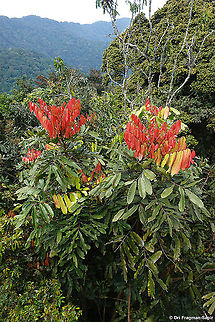 Carapa grandiflora Rwanda, Nyungwe canopy walk Carapa grandiflora,Geotagged,Rwanda,Spring