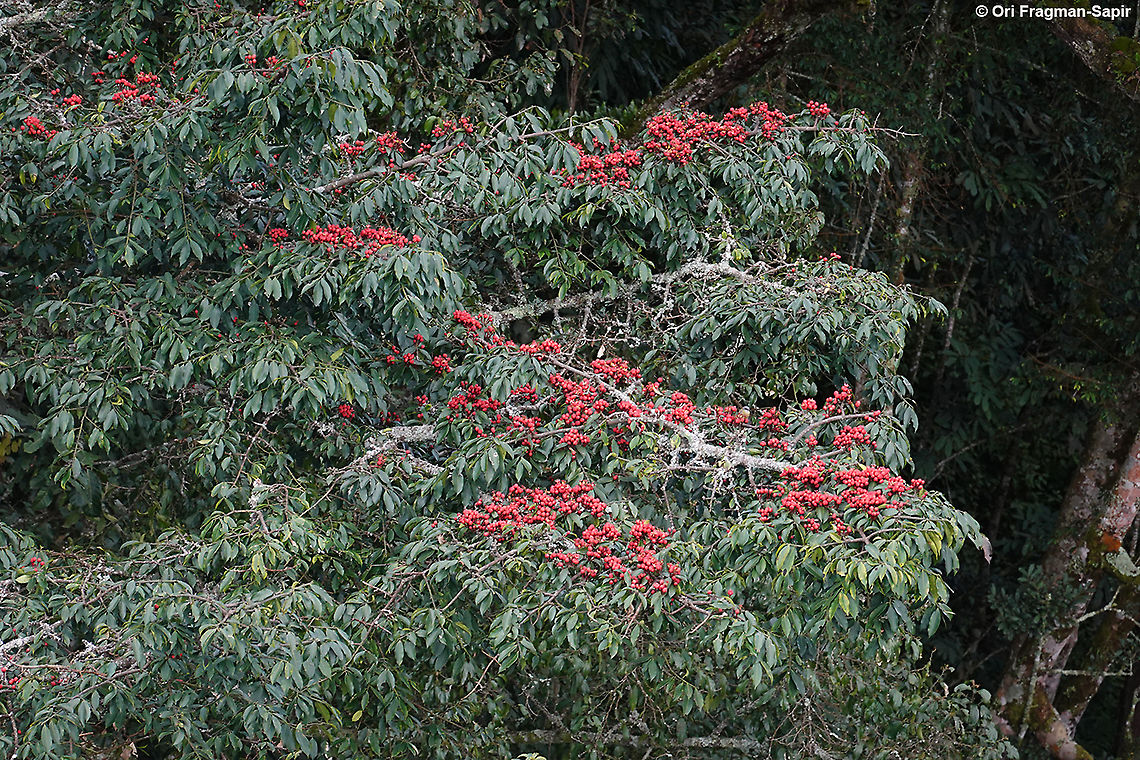 Symphonia globulifera Rwanda, Nyungwe canopy walk Geotagged,Rwanda,Spring,Symphonia  globulifera,Symphonia globulifera