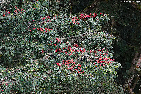 Symphonia globulifera Rwanda, Nyungwe canopy walk Geotagged,Rwanda,Spring,Symphonia  globulifera,Symphonia globulifera