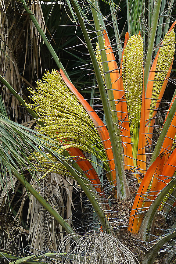 Phoenix reclinata  Geotagged,Phoenix reclinata,Rwanda,Spring