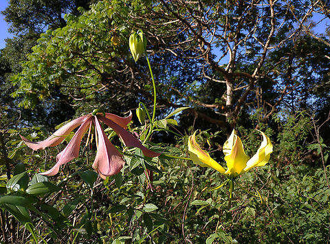 Gloriosa superba  Geotagged,Gloriosa superba,Rwanda,Spring