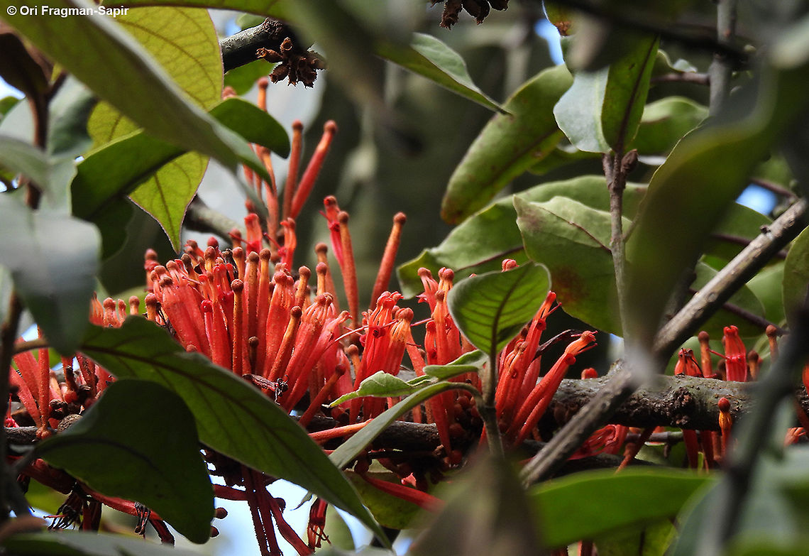 Englerina woodfordioides  Englerina woodfordioides,Geotagged,Rwanda,Spring
