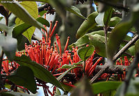 Englerina woodfordioides  Englerina woodfordioides,Geotagged,Rwanda,Spring