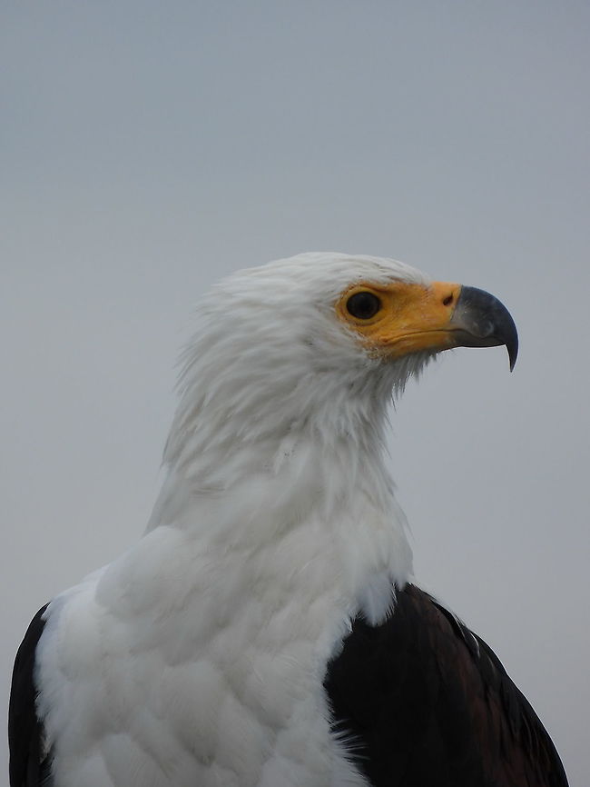 Haliaeetus vocifer Rwanda, Akagera National Park African fish eagle,Geotagged,Haliaeetus vocifer,Rwanda,Spring