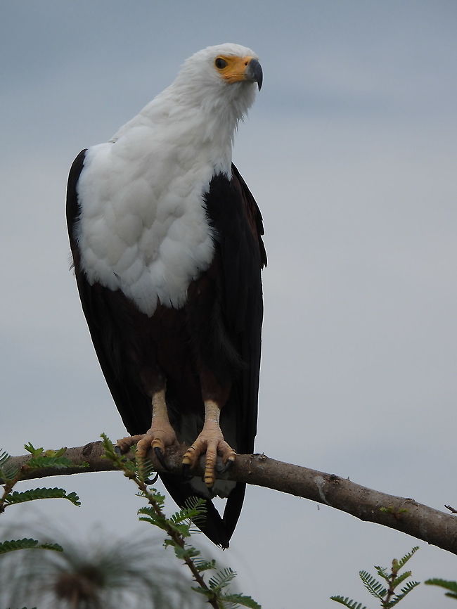 Haliaeetus vocifer Rwanda, Akagera National Park African fish eagle,Geotagged,Haliaeetus vocifer,Rwanda,Spring