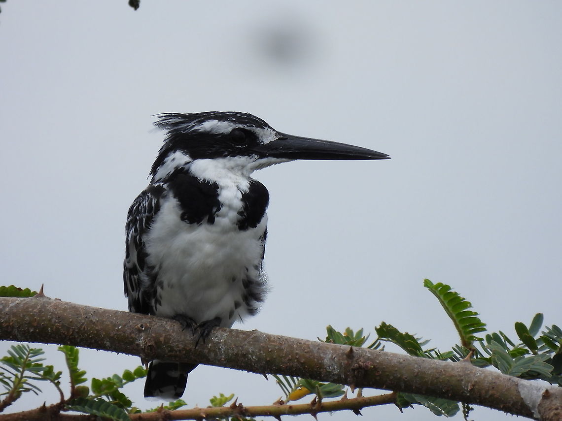 Ceryle rudis Rwanda, Akagera National Park Ceryle rudis,Geotagged,Pied Kingfisher,Rwanda,Spring