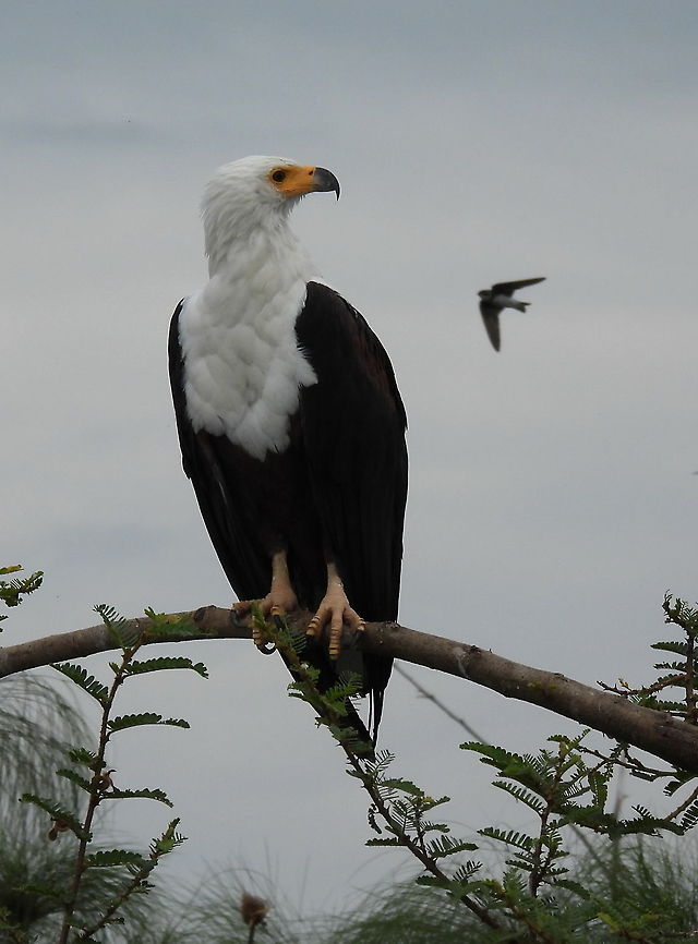 Haliaeetus vocifer Rwanda, Akagera National Park African fish eagle,Geotagged,Haliaeetus vocifer,Rwanda,Spring