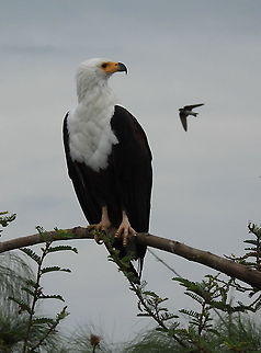 Haliaeetus vocifer Rwanda, Akagera National Park African fish eagle,Geotagged,Haliaeetus vocifer,Rwanda,Spring