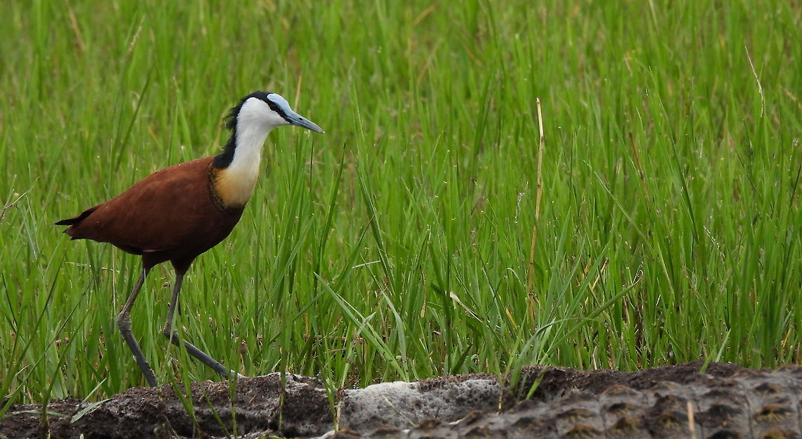 Actophilornis africanus Rwanda, Akagera National Park Actophilornis africanus,African jacana,Geotagged,Rwanda,Spring