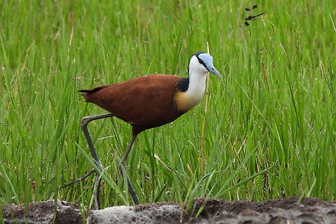 Actophilornis africanus Rwanda, Akagera National Park Actophilornis africanus,African jacana,Geotagged,Rwanda,Spring